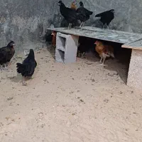۲۷عدد مرغ ۵ماهه