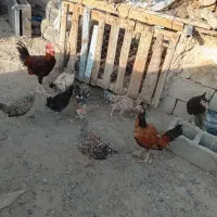 جوجه