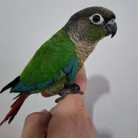 جوجه طوطی گرینچیک دو ماهه