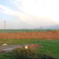 پوشال شالی برنج