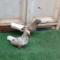 جفت کوهی دمسفید کرم درجه یک
