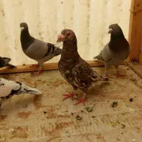 8عدد کفتر دونه ای 200