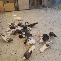 کفتر کبوتر