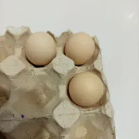 3عدد تخم مرغ فروشی
