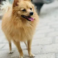 سگ پامر