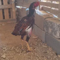 خروس ومرغ لاری