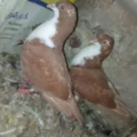 کفتر|پرنده|زابل, |دیوار
