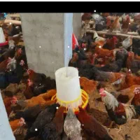 فروش مرغ و خروس و جوجه به قیمت مناسب