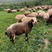 قوچ همو