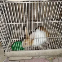 خرگوش