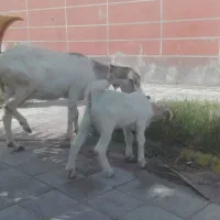 بز و بچه بز