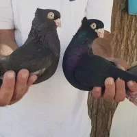 کبوتر