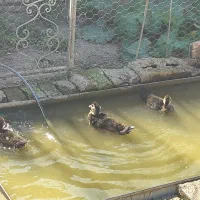 جوجه اردک اسرائیلی