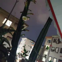 کاکتوس