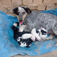 ۹ عددتوله پاپی فروش