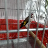 سه عددسهره نر جوجه قفس