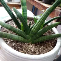 گل سانس لوله ای