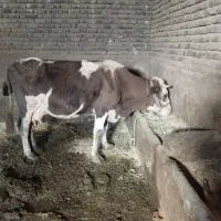 گاو و گوساله نر