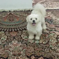 سگ شیتزو ماده