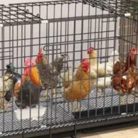 فروش قفس جای مرغ در خانه باغ