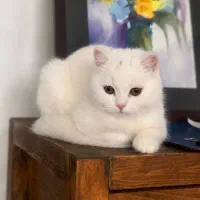 گربه بریتیش سفید برفی