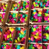 مجتمع تولید جوجه رنگی محلی جهادی گلپایگان اردک