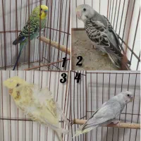 فروش تکی چند عدد مرغ عشق