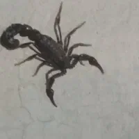 فروش۲عدد رینگ با لاستیک دوچرخه عقب و جلو
