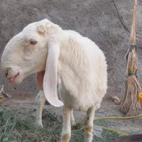 بره نر ، پاکستانی