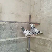 کفتر پرشی به شرط