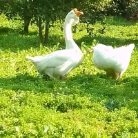 گله قوغاز تخم گزار میکس