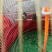 فنج جفتش ۴۰۰