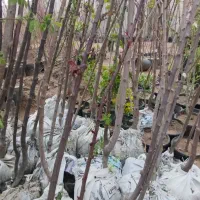نهال میوه گلدانی دسته بیلی هاشمی جاده زاهدان