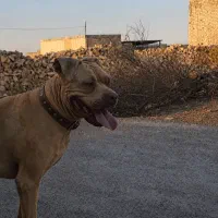 سگ نژاد پیتبول