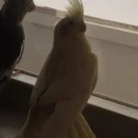 جفت عروس هلندی