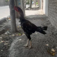خروس لاری