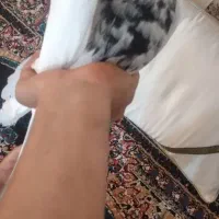کبوتر طوقی