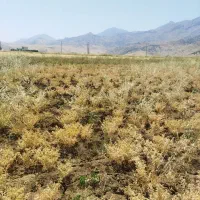 کارکردن‌ نخود‌ بانیروی‌ کار