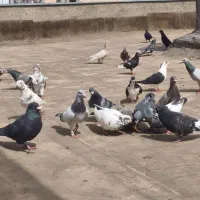 کفتر|پرنده|گلبهار, شهر جدید گلبهار|دیوار