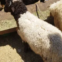 بره نر