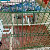 فنچ