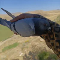 کبوتر