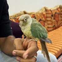 گرینچک پاین‌اپل