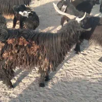 دوبر و کهره نر و بز