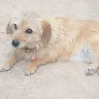 سگ ماده تربیت شده