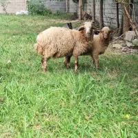 بره نر خوشگل