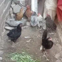 مرغها تخم گذار  درشت