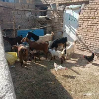 بز بزغاله