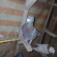 کبوتر