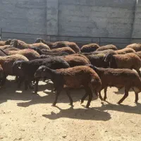 تعداد ۶۰ راس بره ماده هترو